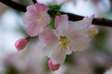 科隆：万代南梦宫公布《小小梦魇3》 24年推出